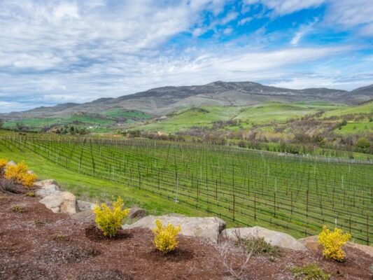 I vini del vulcano: l’Etna, le sue vigne e le sue migliori etichette