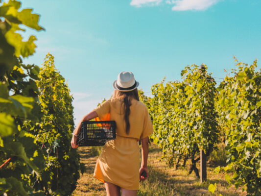 Etna Wine Tour, vivi un’esperienza tra paesaggi mozzafiato e degustazioni aromatiche